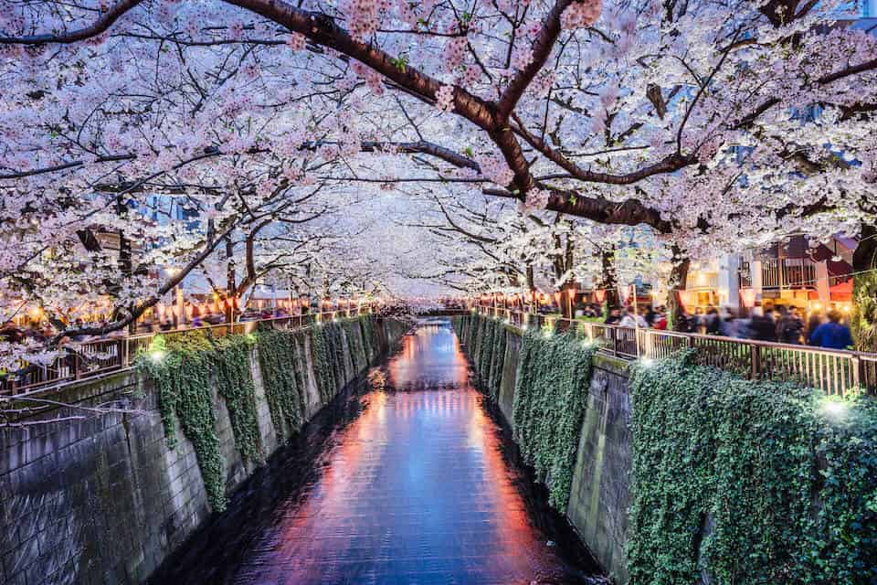 Cherry blossoms along the Meguro river